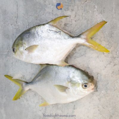 Whole Golden Pompano – Fresh, IQF, Frozen